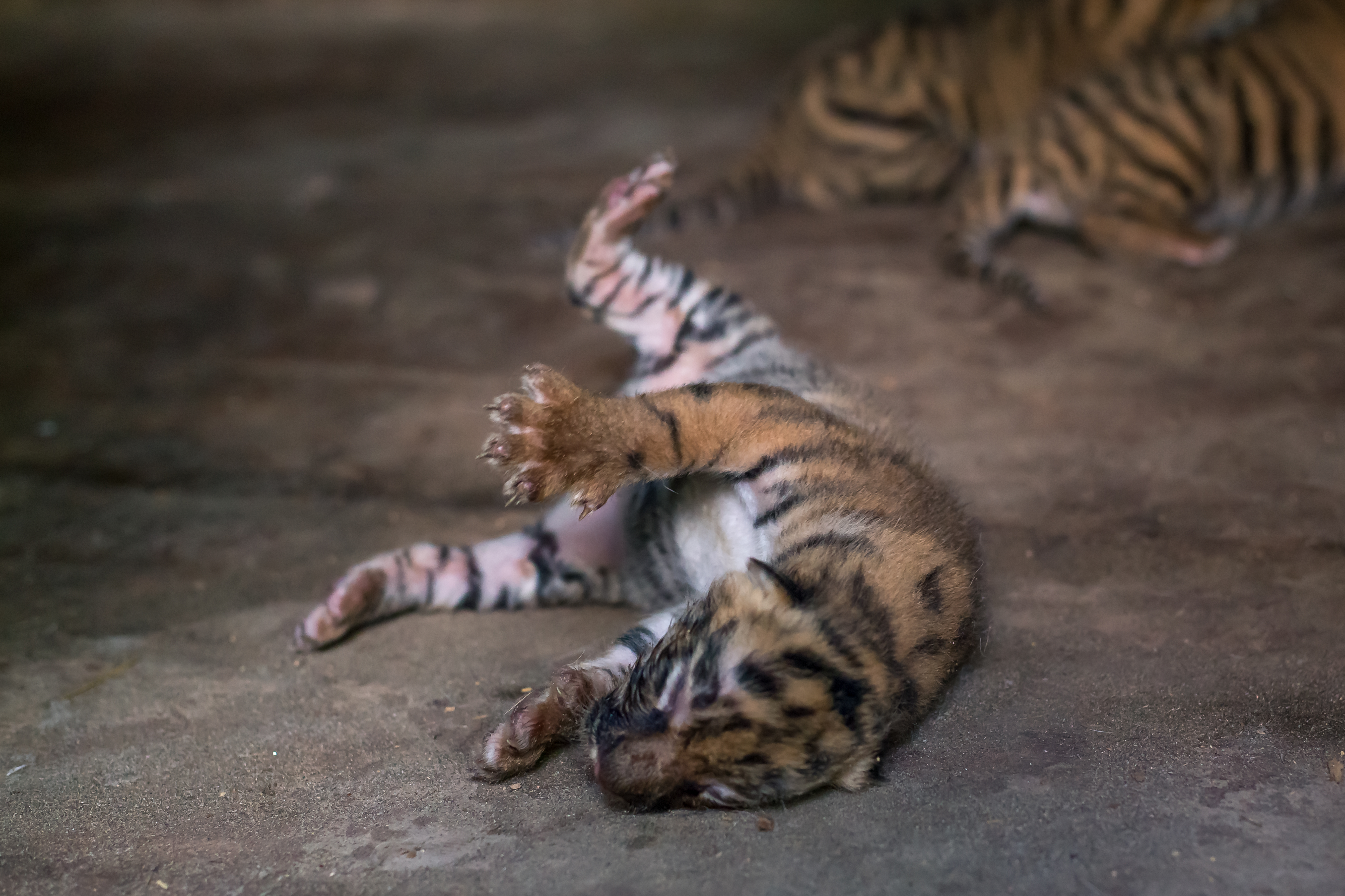 Рождение тигрят